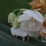 Dombeya burgessiae Цвят