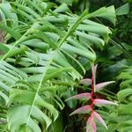 Heliconia chartacea List