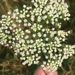 Selinum carvifolium Flower