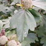 Hibiscus syriacus Folio