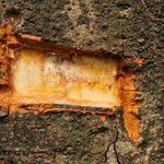 Tetraberlinia bifoliolata Rinde