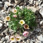 Ranunculus glacialis Fula