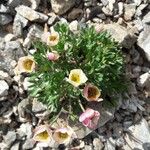 Ranunculus glacialis 花