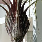 Dypsis decaryi Лист