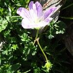 Geranium cinereum आदत