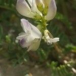 Astragalus alpinus Çiçek