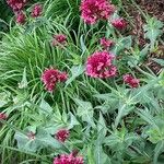 Valeriana lecoqii عادت داشتن