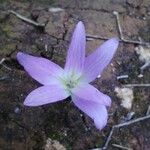 Colchicum filifolium Flor