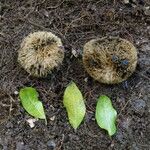 Irvingia excelsa چھال