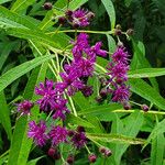 Vernonia noveboracensis Flower