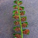 Asplenium viride Плід