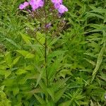 Phlox glaberrima পাতা