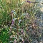 Himantoglossum adriaticum Habit