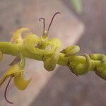 Bulbophyllum sandersonii