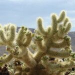 Cylindropuntia bigelovii Leaf