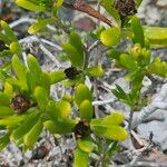 Borrichia arborescens Листок