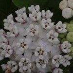 Asclepias variegata Fleur
