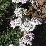 Achillea × roseoalba 花