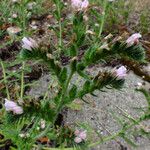 Echium italicum Bleunienn