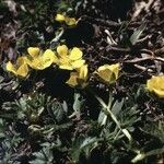 Potentilla brauneana Blomst