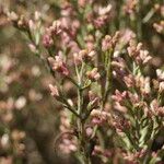 Pseudognaphalium ramosissimum Flower