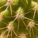 Mammillaria voburnensis その他の提案