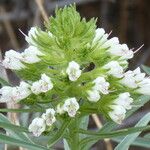 Echium brevirame Cvijet
