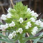 Echium brevirame Flower