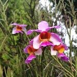 Papilionanthe teres Çiçek