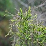 Erica arborescens Leaf