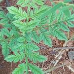 Jacaranda puberula Hoja