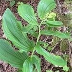 Maianthemum racemosum Blatt