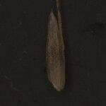 Agrostis pilosula Fruit