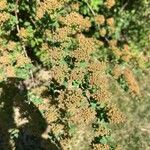 Spiraea trilobata Leaf