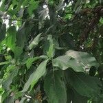 Ficus hispida Feuille