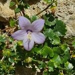 Campanula fragilis Fleur