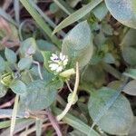 Stellaria media Flower