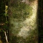 Monopteryx inpae Кора