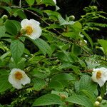 Stewartia pseudocamellia Flor