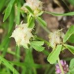 Trifolium resupinatum Fruchs