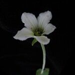 Parnassia nubicola عادت