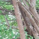 Crescentia alata Corteza