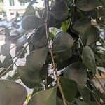 Ficus natalensis Fuelha