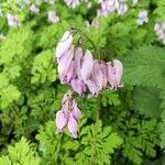 Dicentra formosaÇiçek