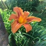 Hemerocallis fulvaKvět