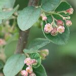 Cotoneaster fangianus Цветок