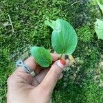 Arisarum vulgareLeaf