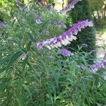Salvia leucantha Flower