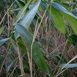 Phyllostachys sulphurea Folha