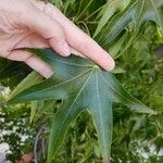 Liquidambar styraciflua Blad